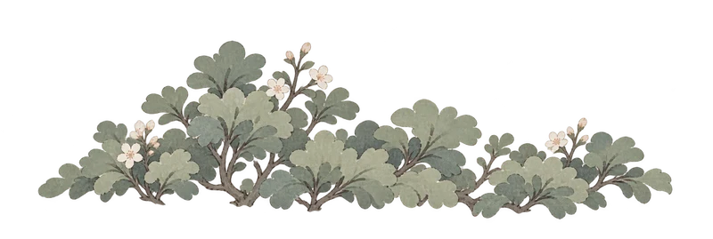 花叶灌木