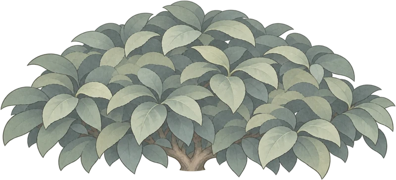 茶树 · 采摘后